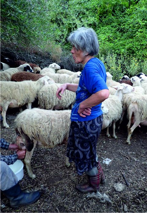 Livestock