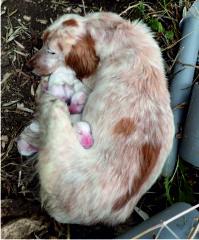 Neda and her puppies