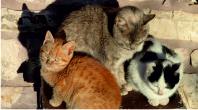 Cats