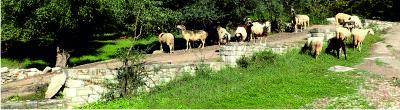 Animals