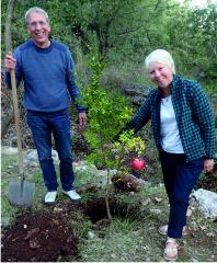 Tree planting