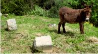 Donkey and archaeology