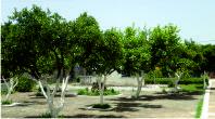 Orange garden