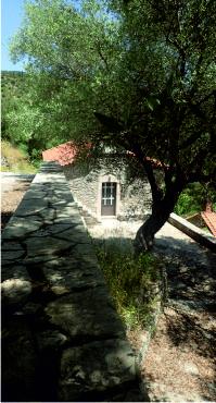 Olive tree