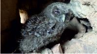 Barn owl