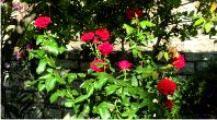 Blood-red roses