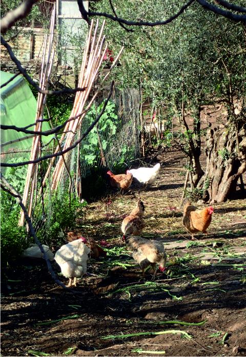 Home farms