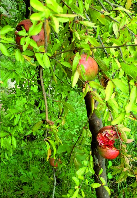 Fruit