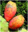 Prickly pears