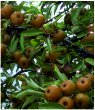 Crab apples