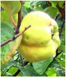 Quinces