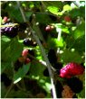 Mulberries