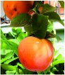 Persimmons