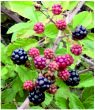 Blackberries