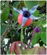 Rosehips