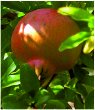 Pomegranates