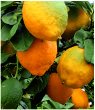 Bergamots