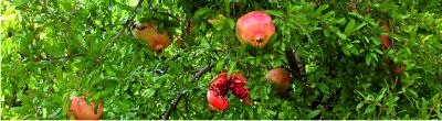 Fruit