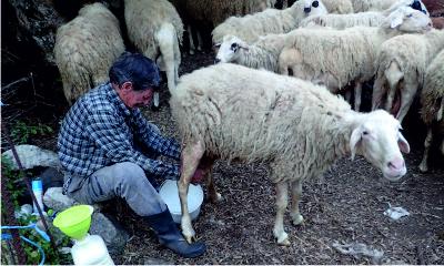 Milking sheep
