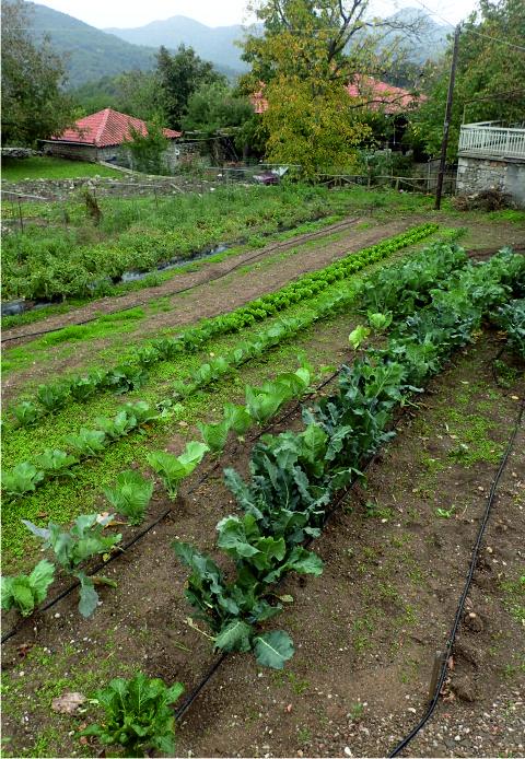Vegetables