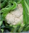Cauliflowers