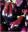 Aubergines