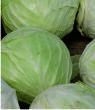 Cabbages