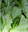 Lettuces
