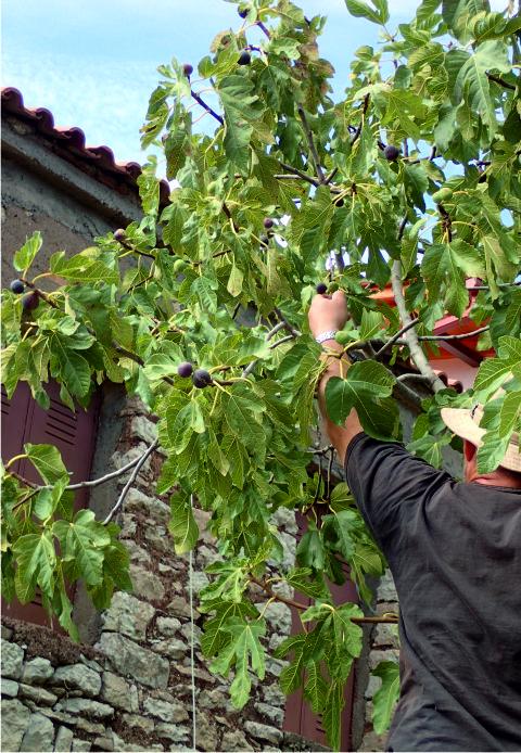 Foraging