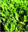 horta