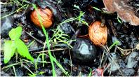 Walnuts