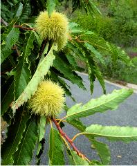 Chestnuts