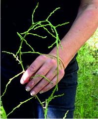 Wild asparagus