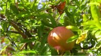 Pomegranates