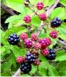 Berries