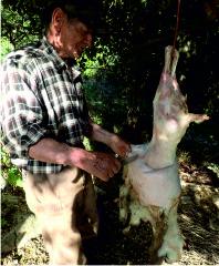 Skinning a lamb