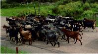 Herd of goats