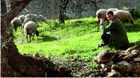 Shepherd