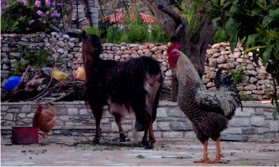 Chicken and goat