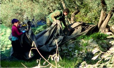 Olive pickers