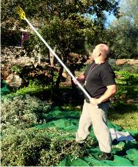 Olive beating