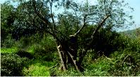Pruned tree