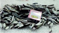 Anchovies