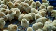 Chicks