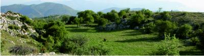 Mountain meadows