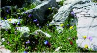 Wildflowers