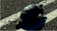 Tortoise on the road