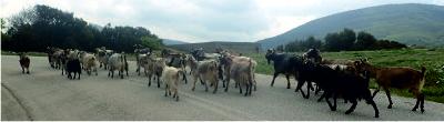 Herd of goats