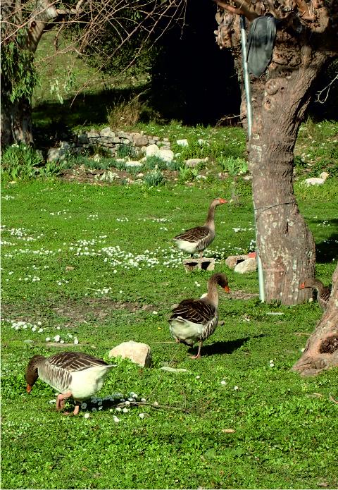 Birds
