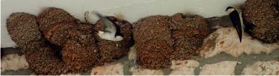 House martins
